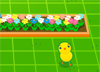 Chick Walk