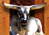 Bucking Bull Racing
