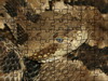 Timber Rattlesnake Puzzle