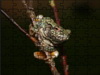 Gray Treefrog Puzzle