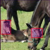 Find Differences Horses