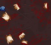 Fruit Slasher